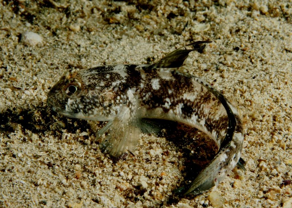 G, geniporus, oppure...?(Gobius niger)